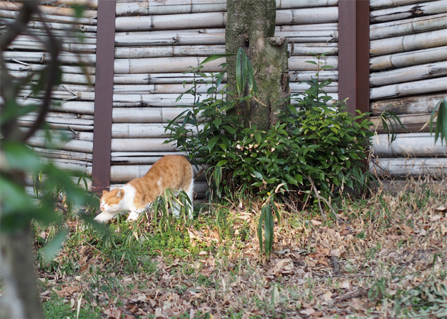 猫神社の猫さん1854.jpg