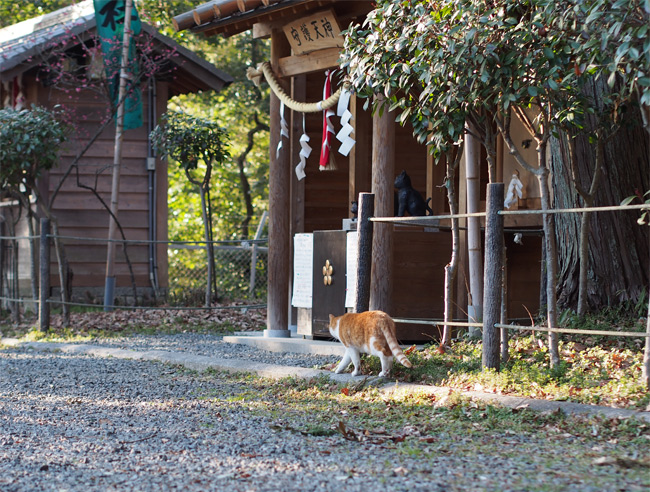 猫神社の猫さん1856.jpg