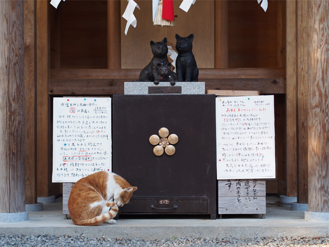猫神社の猫さん1857.jpg