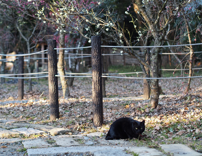 猫神社の猫さん1860.jpg