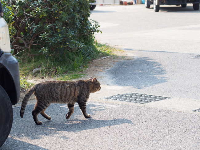 日間賀島の猫さん1890.jpg