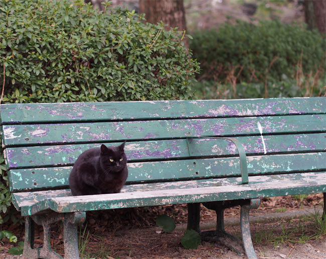 公園黒猫さん1918.jpg
