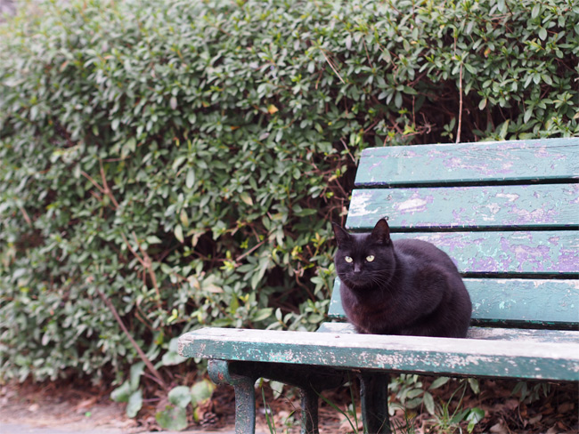 公園黒猫さん1919.jpg