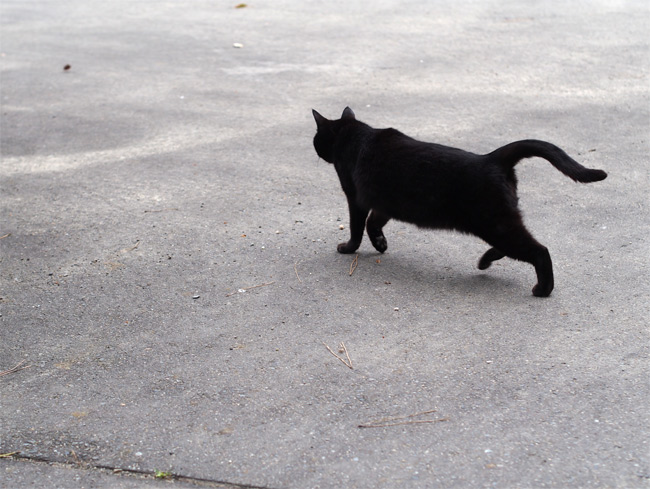 公園黒猫さん1920.jpg