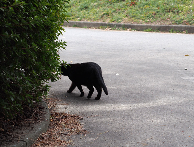 公園黒猫さん1921.jpg