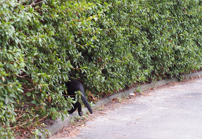 公園黒猫さん1922.jpg