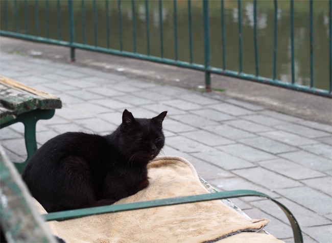 公園黒猫さん1924.jpg
