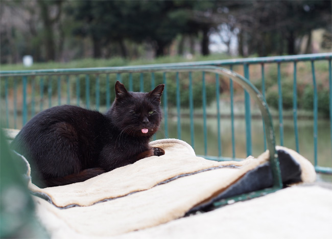 公園黒猫さん1925.jpg