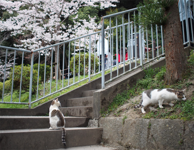 京都の猫さん1963.jpg