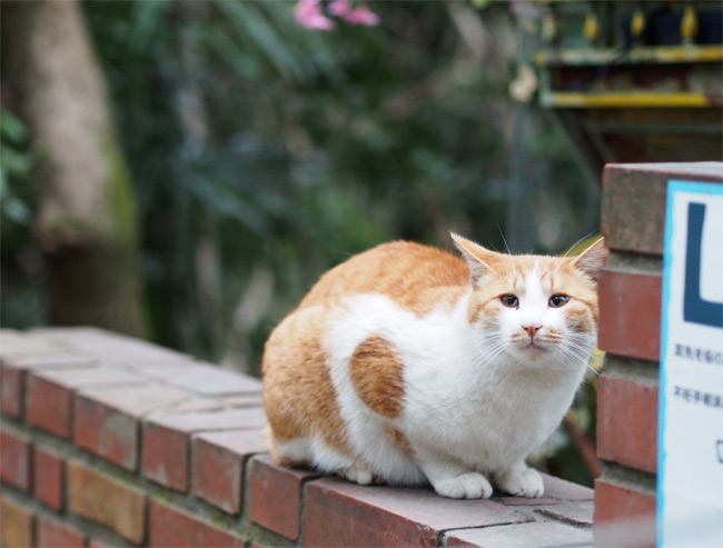 京都の猫さん1964.jpg