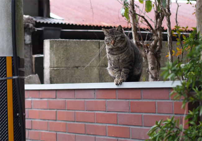 京都の猫さん1968.jpg