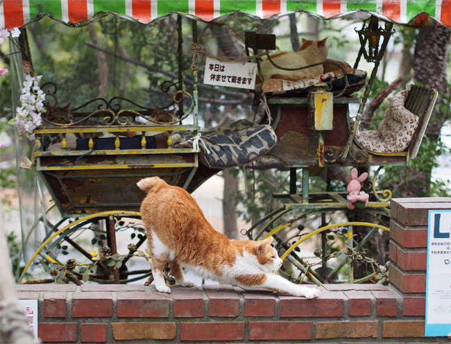 京都の猫さん1969.jpg