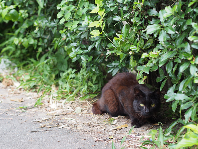 網地島の旅 初上陸と第一猫さん 猫さんを探して 中日旅行ナビ ぶらっ人