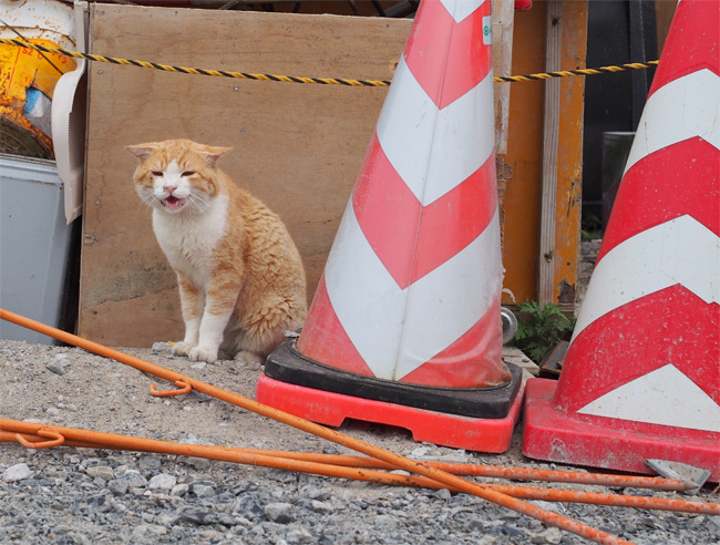 網地島の旅 おいかける 猫さんを探して 中日旅行ナビ ぶらっ人