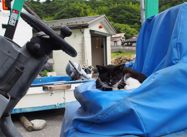 田代島の猫さん2153.jpg