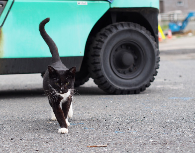 田代島の猫さん2154.jpg