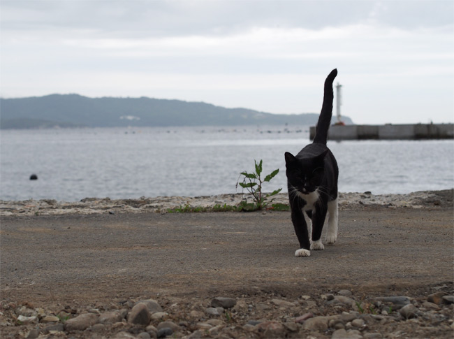 田代島の猫さん2156.jpg