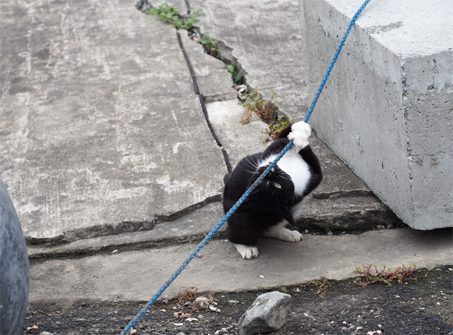 田代島の猫さん2157.jpg