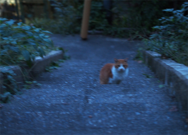 京都の猫さん2225.jpg