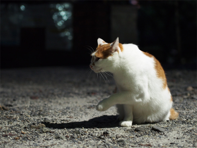 京都の猫さん2227.jpg