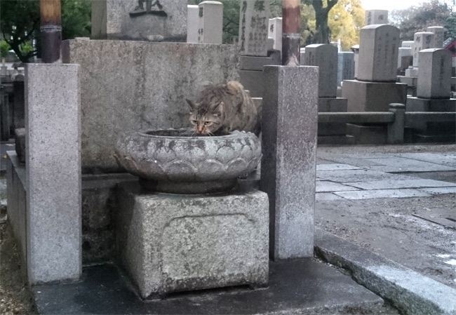 水を飲むお寺猫さん2253.jpg