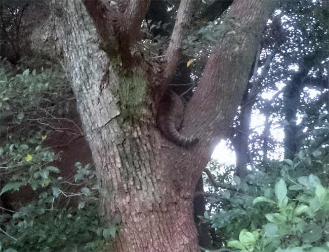木に登るお寺猫さん2254.jpg