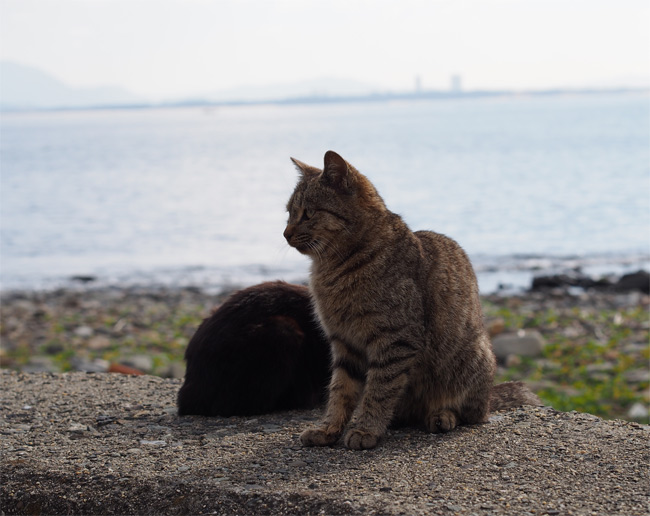 相島の猫さん2339.jpg