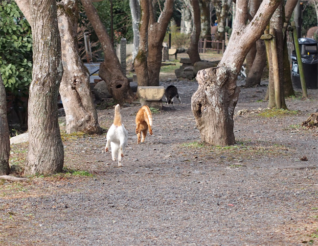 京都猫さん2359.jpg
