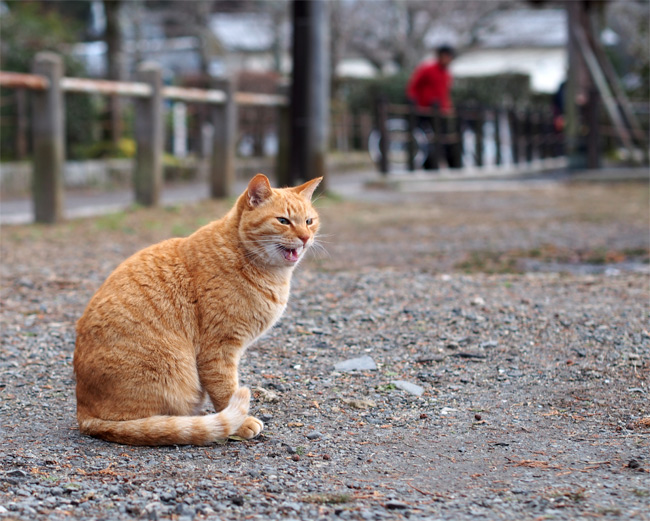 京都猫さん2360.jpg