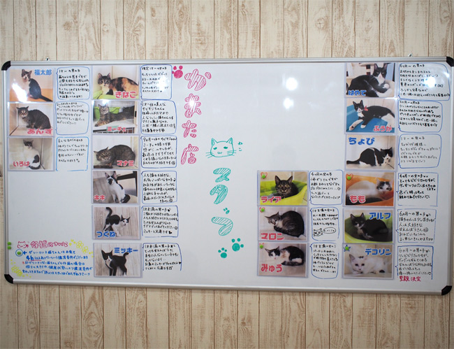 にゃんくる蒲田店猫さん2456.jpg