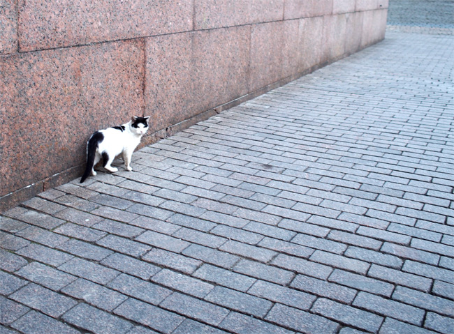 サンクトペテルブルク猫さん2558.jpg