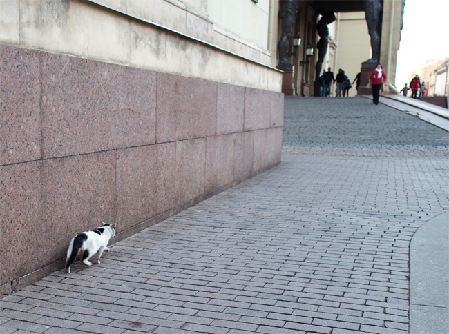 サンクトペテルブルク猫さん2559.jpg