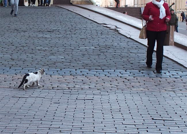 サンクトペテルブルク猫さん2560.jpg