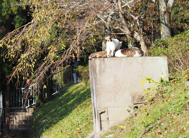 京都猫さん2724.jpg