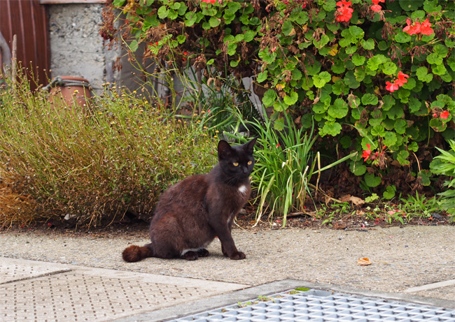 湯島の猫さん502.jpg