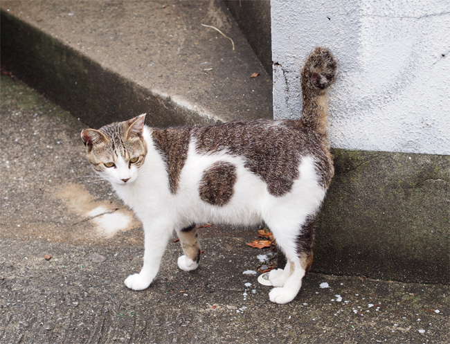 湯島の猫さん506.jpg