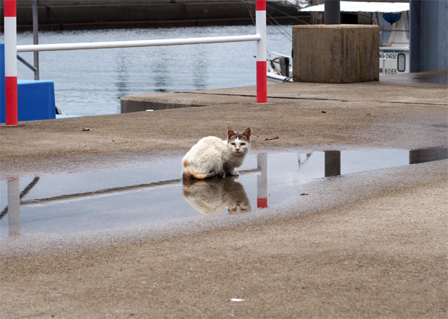 湯島の猫さん510.jpg