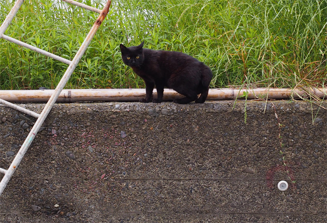 湯島の猫さん515.jpg