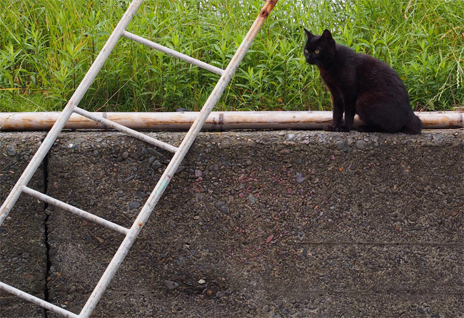 湯島の猫さん516.jpg
