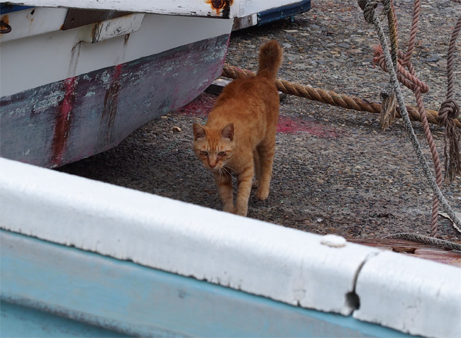 湯島の猫さん517.jpg