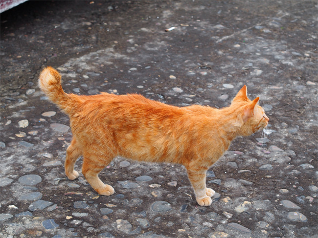 湯島の猫さん518.jpg