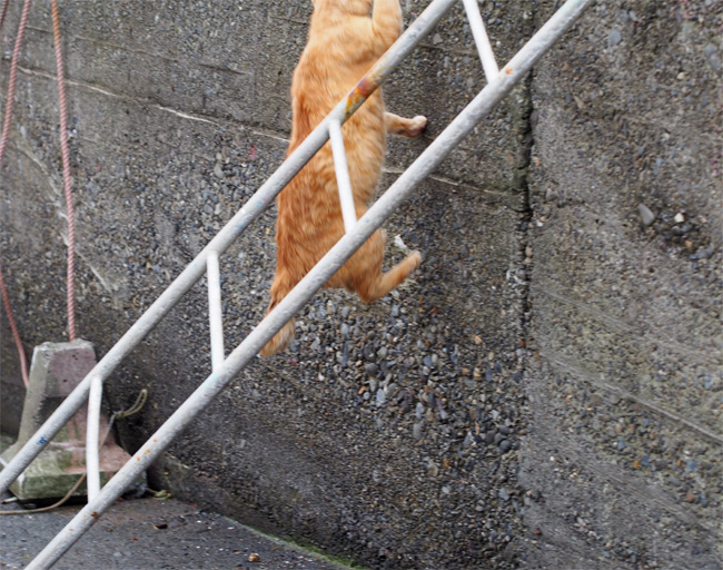 湯島の猫さん519.jpg