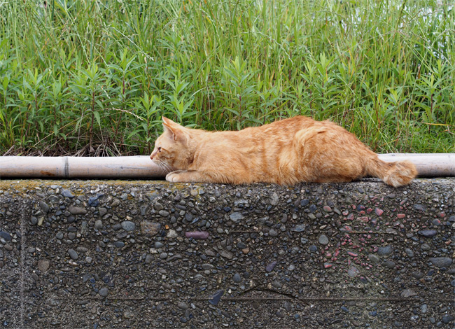 湯島の猫さん520.jpg