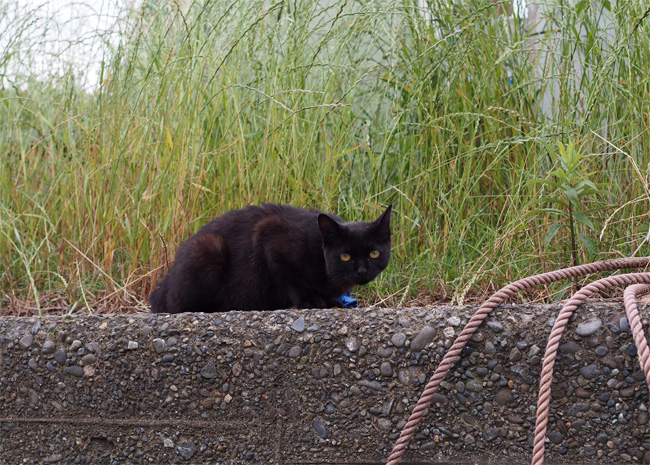 湯島の猫さん521.jpg