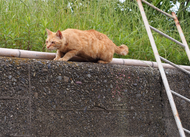 湯島の猫さん522.jpg