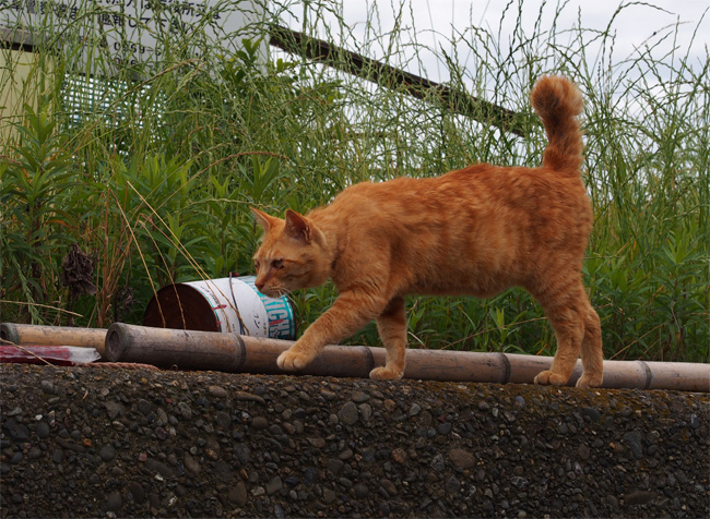 湯島の猫さん523.jpg