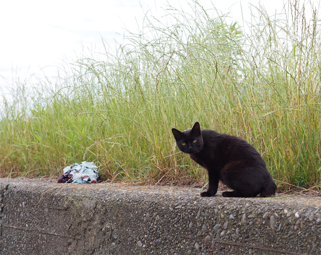 湯島の猫さん525.jpg