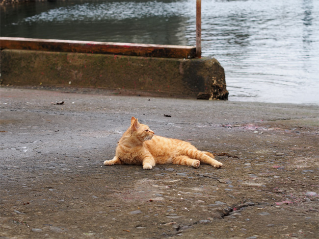 湯島の猫さん526.jpg