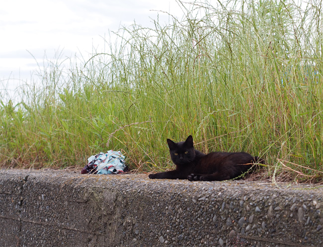 湯島の猫さん527.jpg