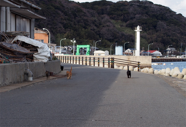 相島の猫さん769.jpg